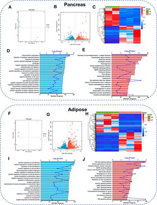 Transcriptomics and Network Pharmacology Reveal the Protective Effect of Chaiqin Chengqi Decoction on Obesity-Related Alcohol-Induced Acute Pancreatitis via Oxidative Stress and PI3K/Akt Signaling Pathway